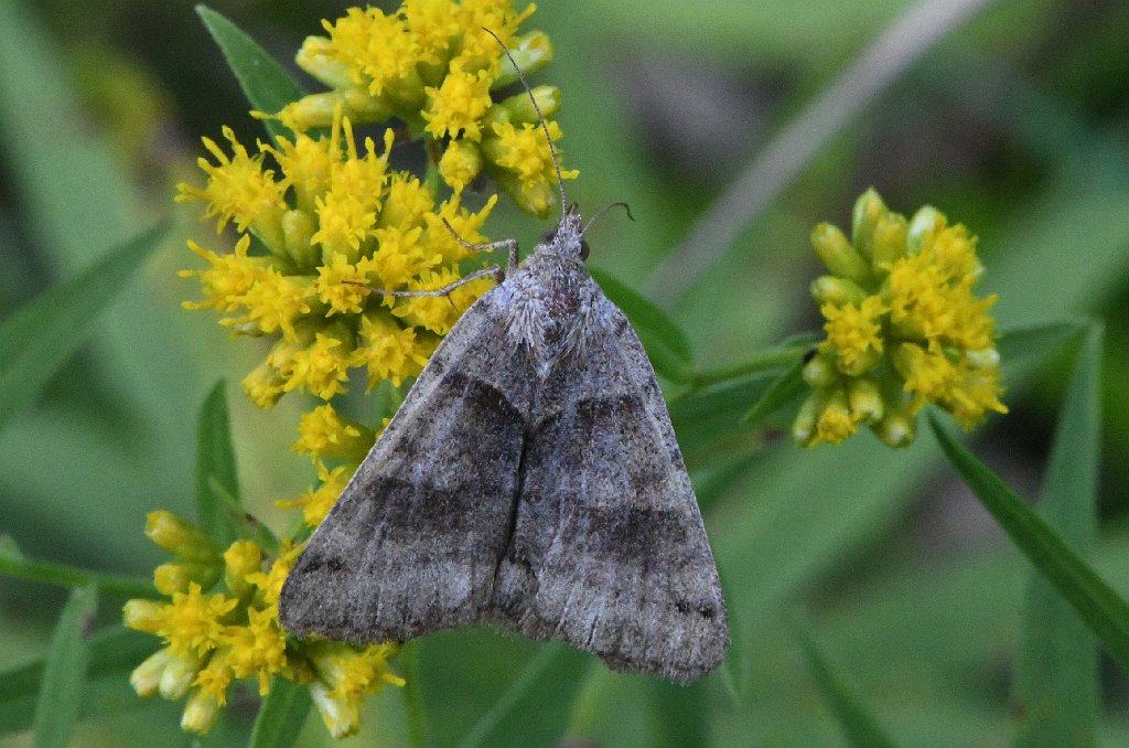 015 2017-09117062 Broad Meadow Brook, MA.JPG - Clover Loper Moth (Caenurgina crassiuscula). Broad Meadow Brook Wildlife Sanctuary, MA, 9-11-2017